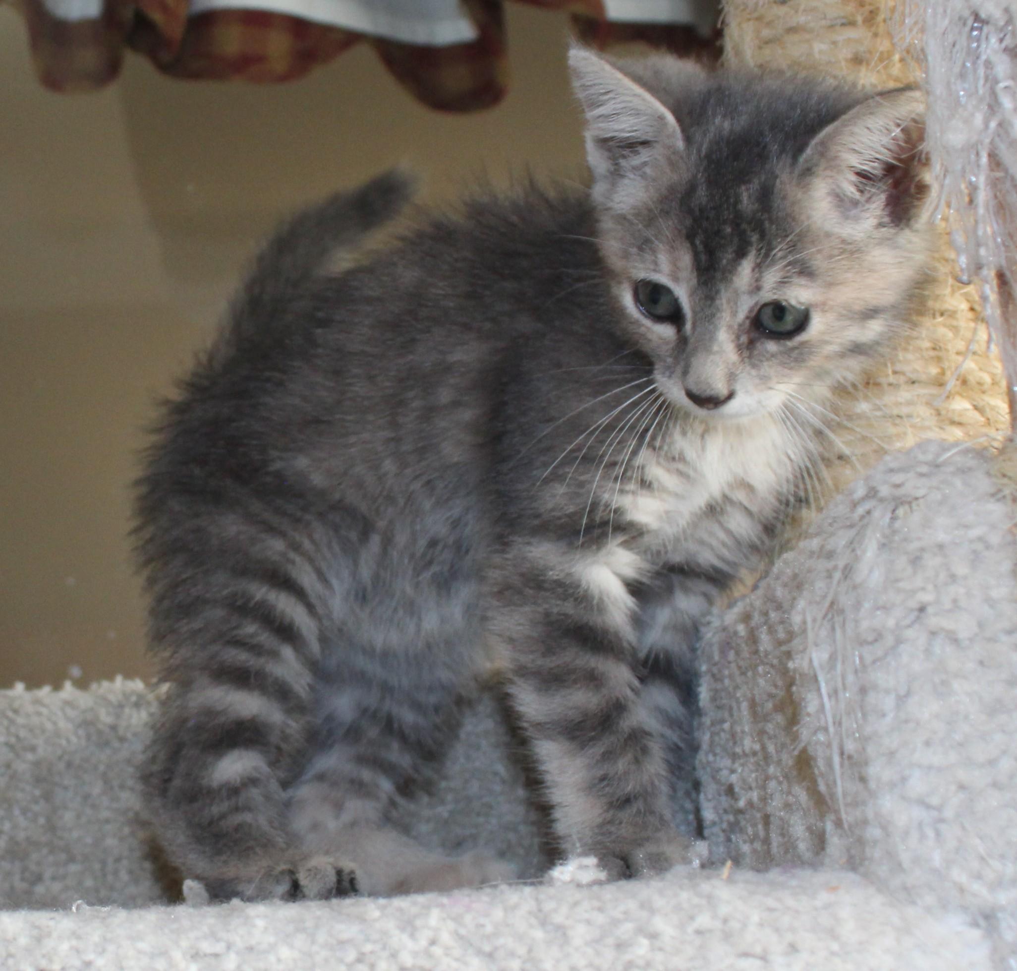 Enlarge Churro, a Adoptable Domestic Short Hair in Huron, SD image 4/4