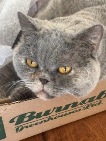Enlarge Sabrina, a Adopted British Shorthair in Beverly Hills, CA image 1/3