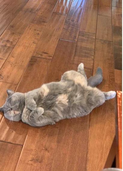 Enlarge Sabrina, a Adopted British Shorthair in Beverly Hills, CA image 2/3