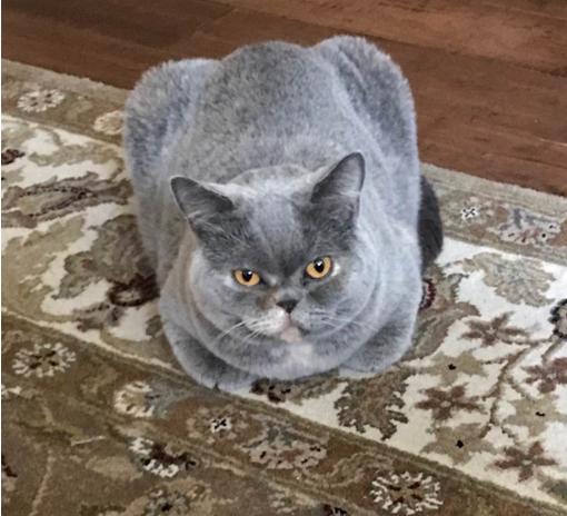 Sabrina, Adopted, Senior Female British Shorthair.