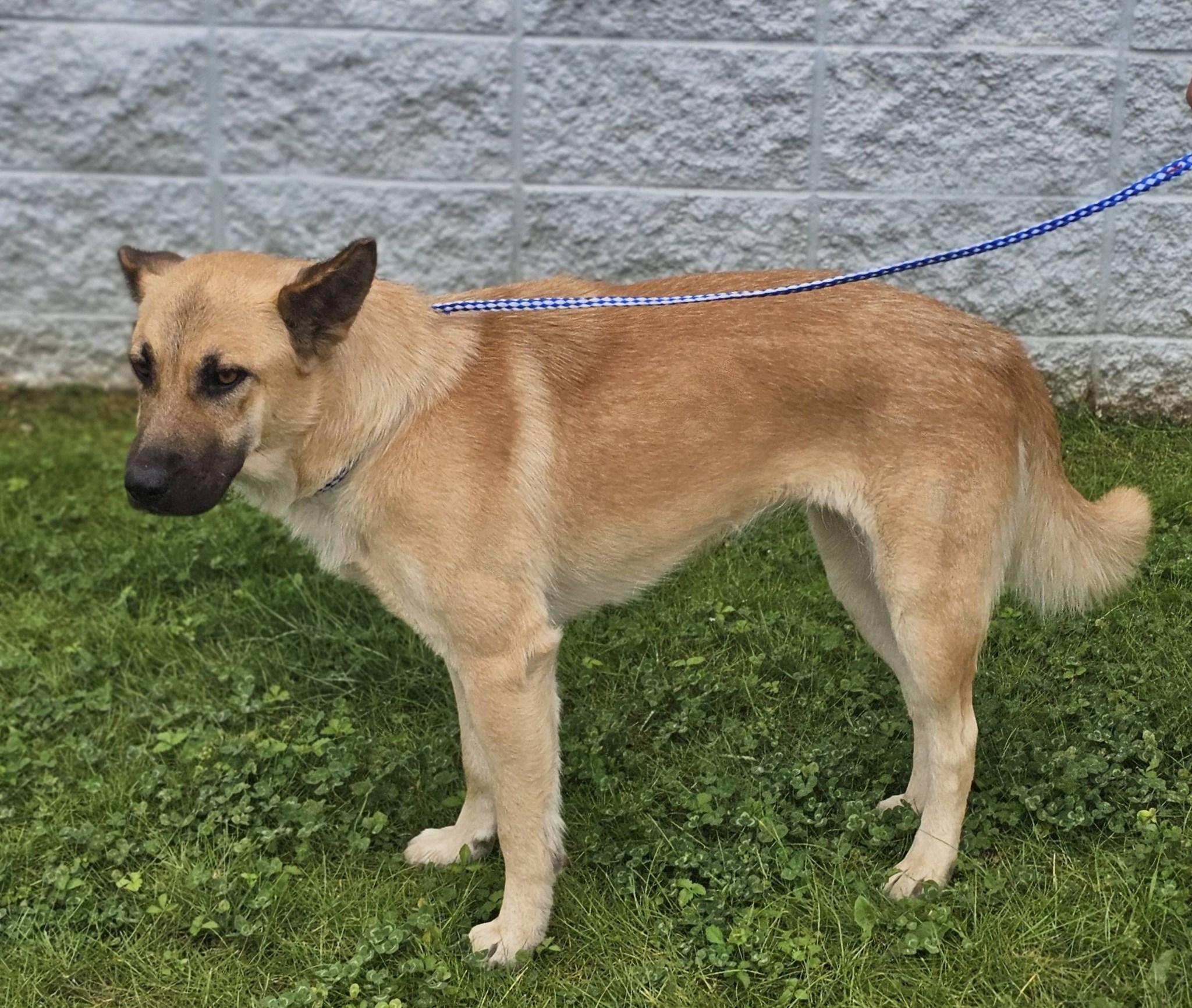 Enlarge Arana, a ADOPTABLE German Shepherd Dog in Fort Payne, AL image 6/6