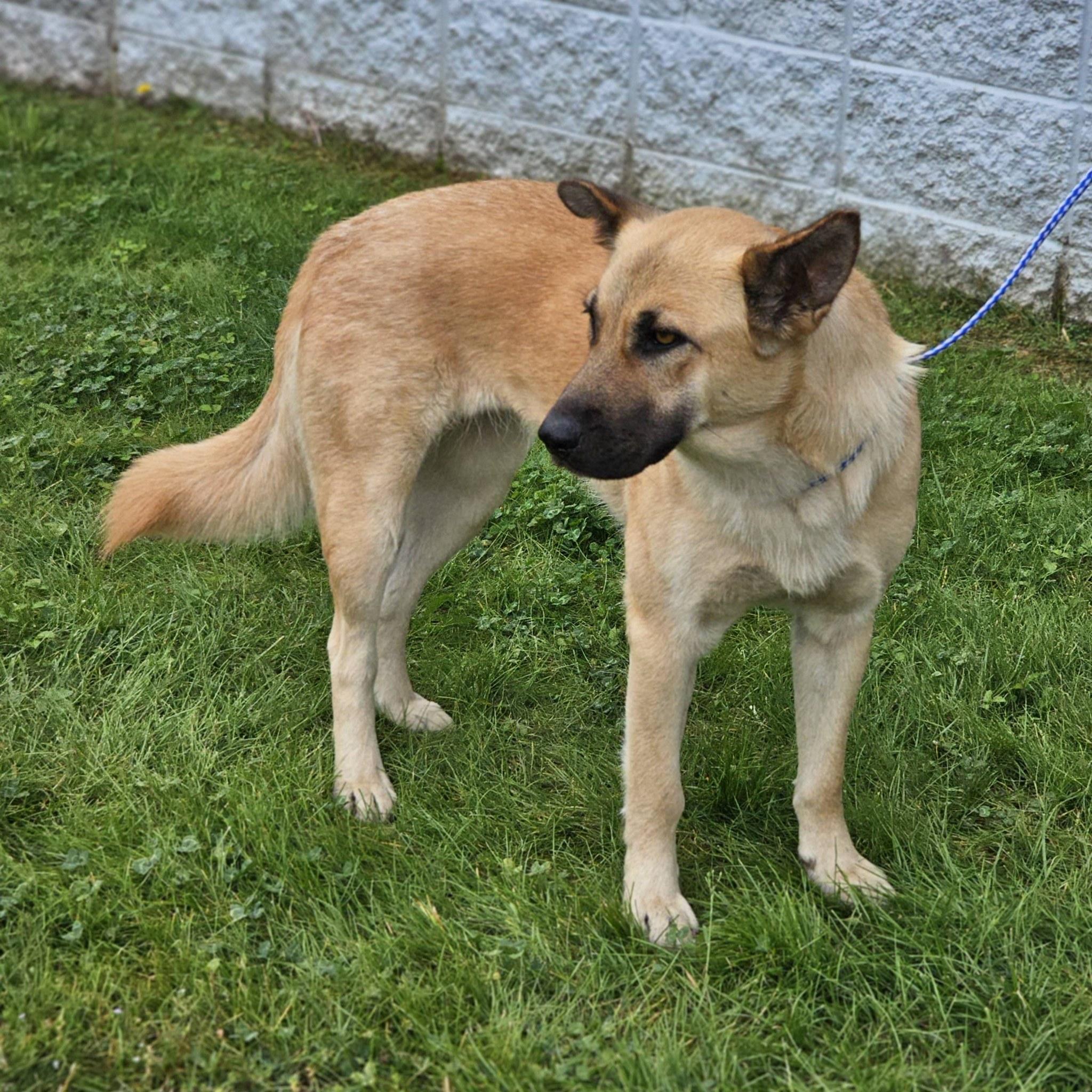 Enlarge Arana, a ADOPTABLE German Shepherd Dog in Fort Payne, AL image 3/6