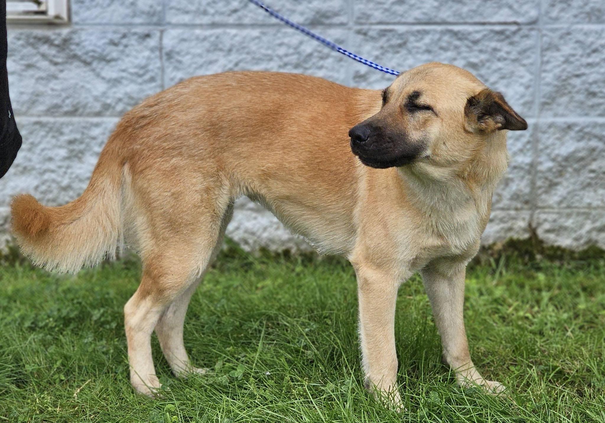 Enlarge Arana, a ADOPTABLE German Shepherd Dog in Fort Payne, AL image 5/6