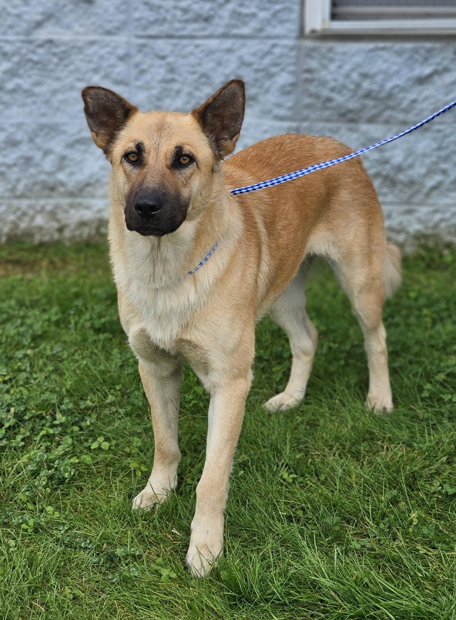 Arana, ADOPTABLE, Adult Female German Shepherd Dog.