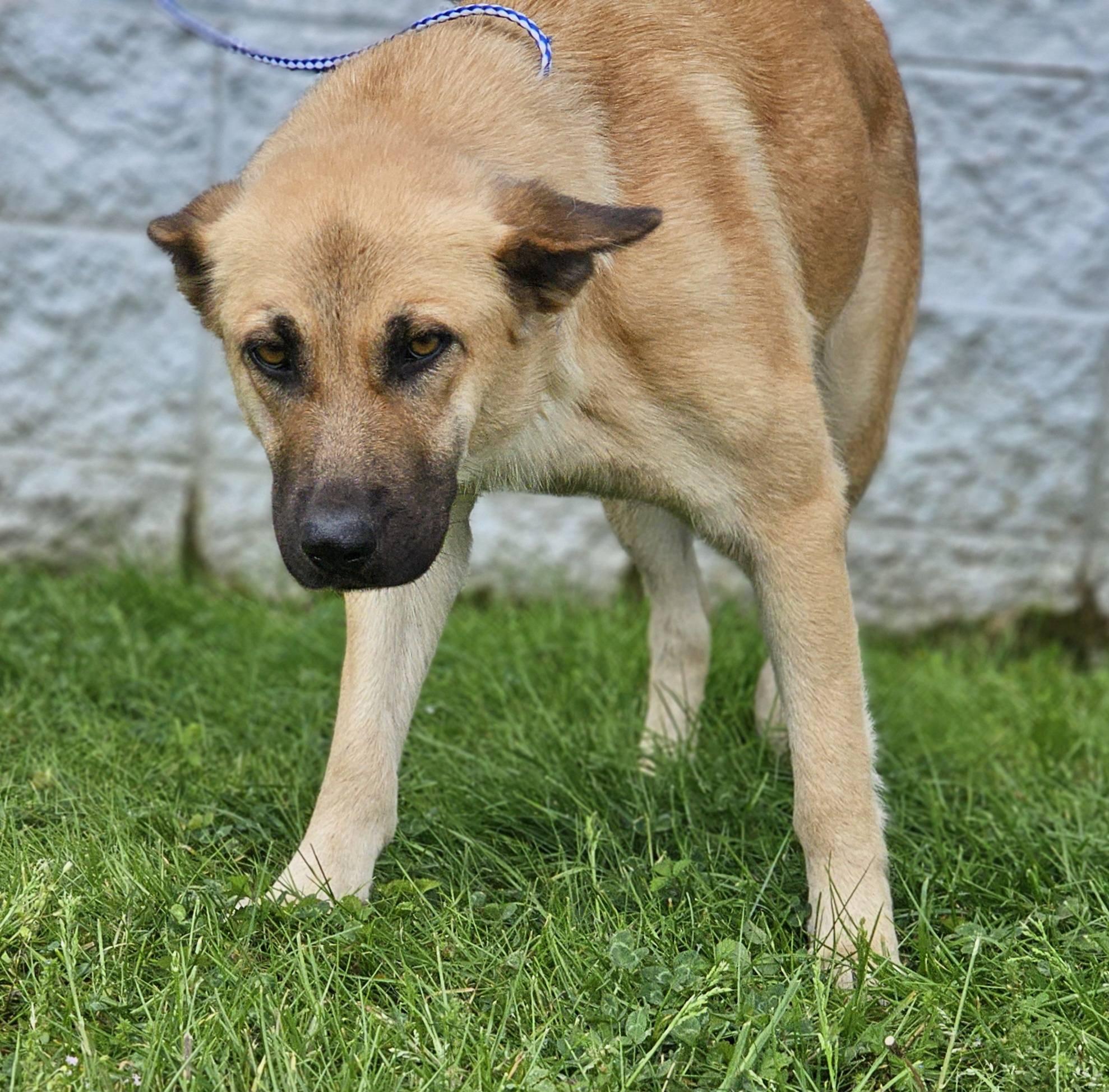 Enlarge Arana, a ADOPTABLE German Shepherd Dog in Fort Payne, AL image 2/6
