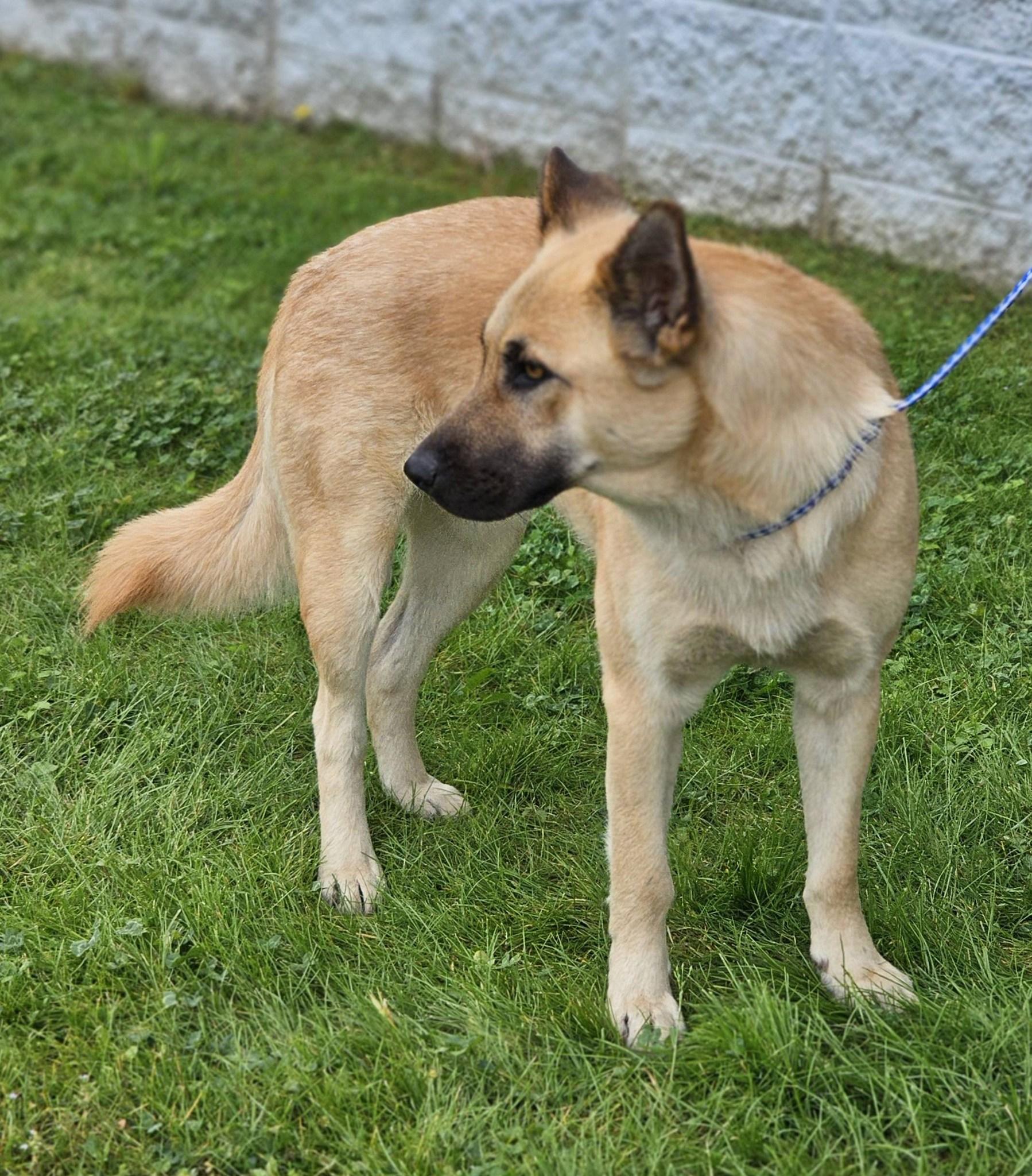 Enlarge Arana, a ADOPTABLE German Shepherd Dog in Fort Payne, AL image 4/6