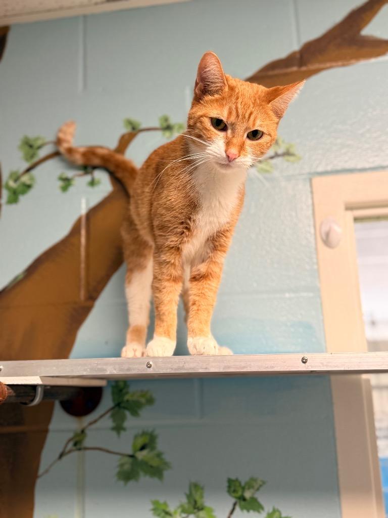 Enlarge Canela, a Adoptable mixed breed in Defiance, OH image 1/6