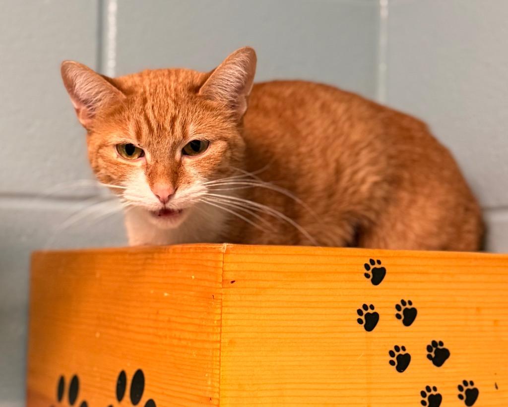 Enlarge Canela, a Adoptable mixed breed in Defiance, OH image 3/6