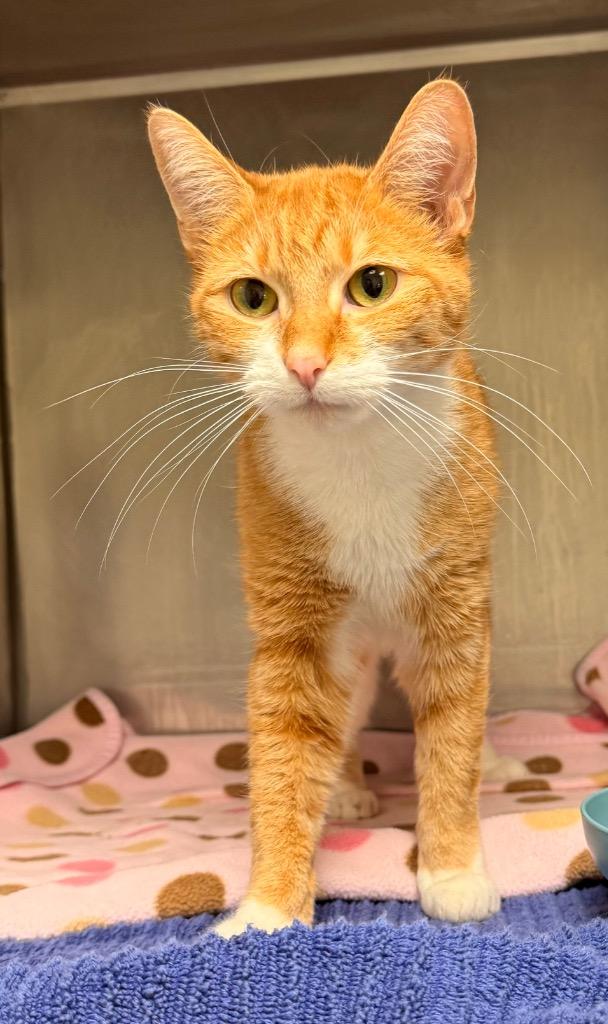 Enlarge Canela, a Adoptable mixed breed in Defiance, OH image 4/6