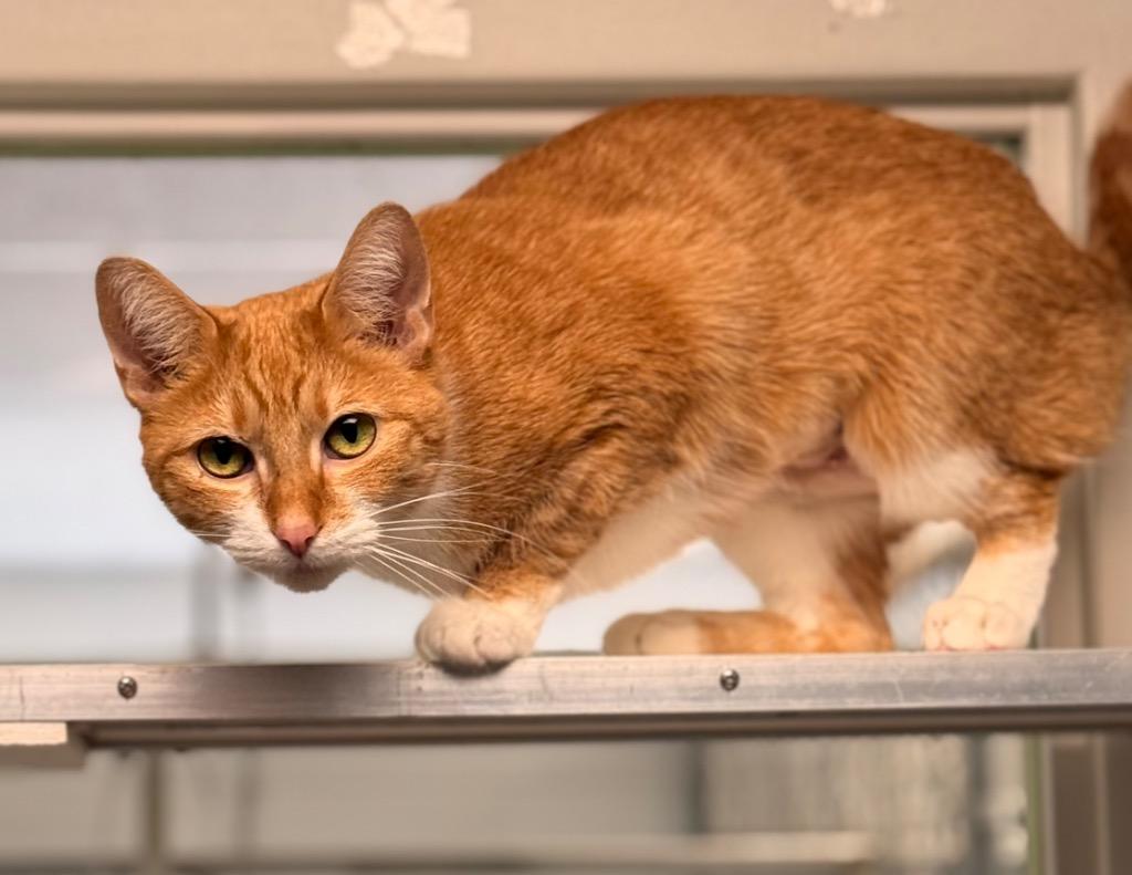 Enlarge Canela, a Adoptable mixed breed in Defiance, OH image 5/6