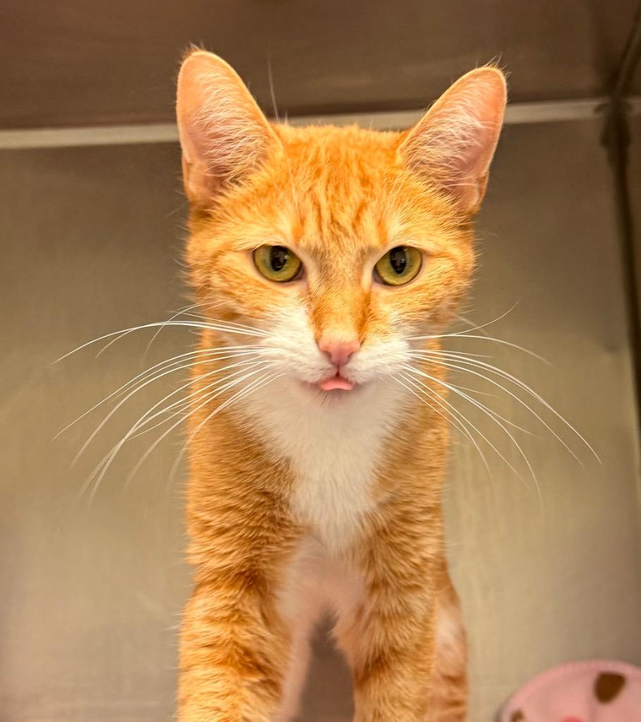 Canela, Adoptable, Young Female Domestic Short Hair.