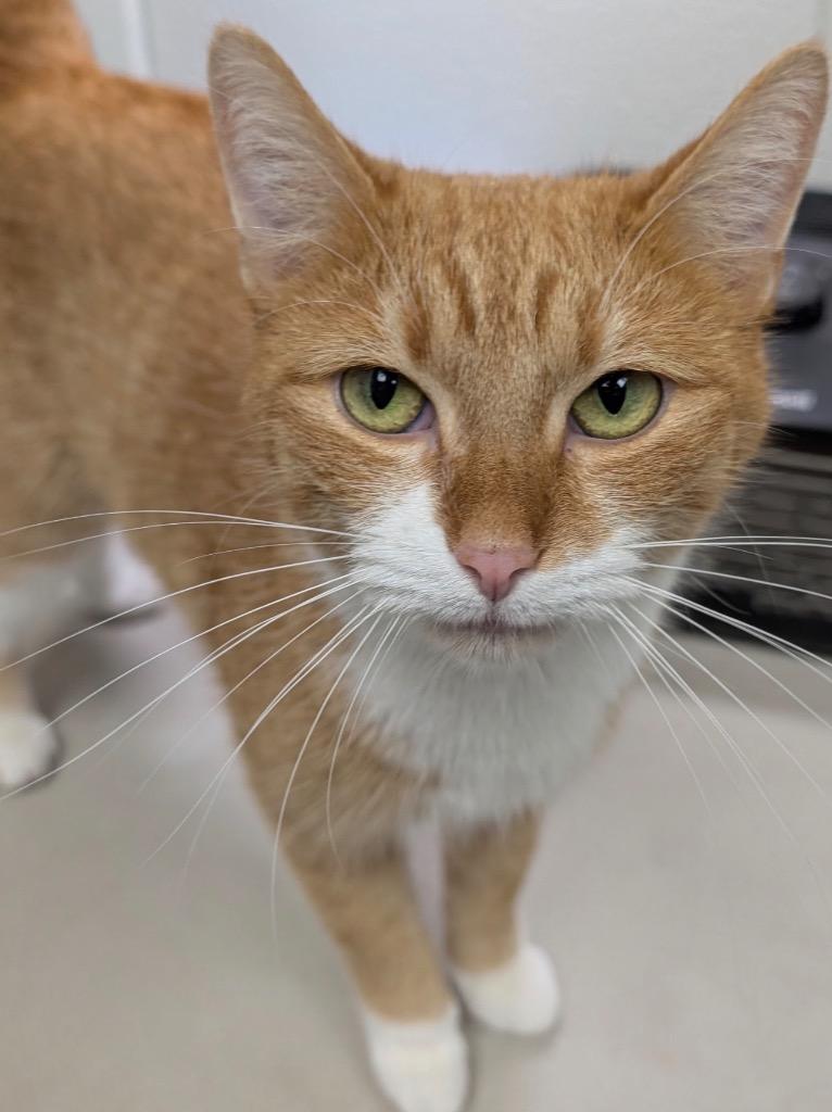 Enlarge Canela, a Adoptable mixed breed in Defiance, OH image 2/6