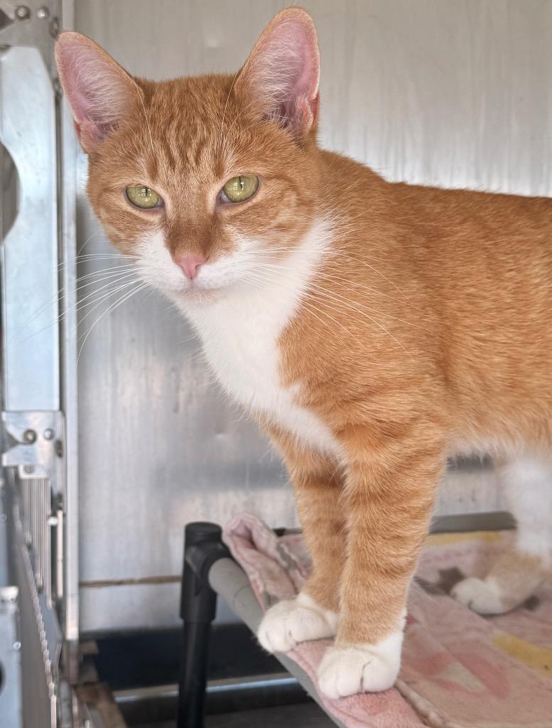 Canela, a Adoptable mixed breed in Defiance, OH image 2/6