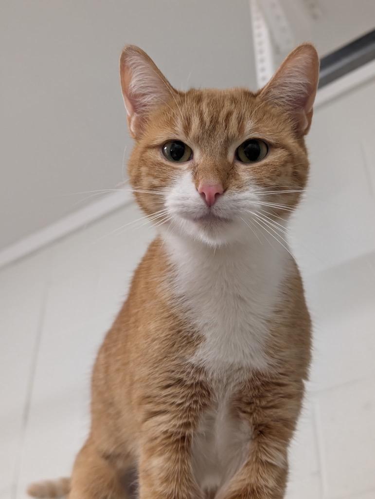 Enlarge Canela, a Adoptable mixed breed in Defiance, OH image 5/6