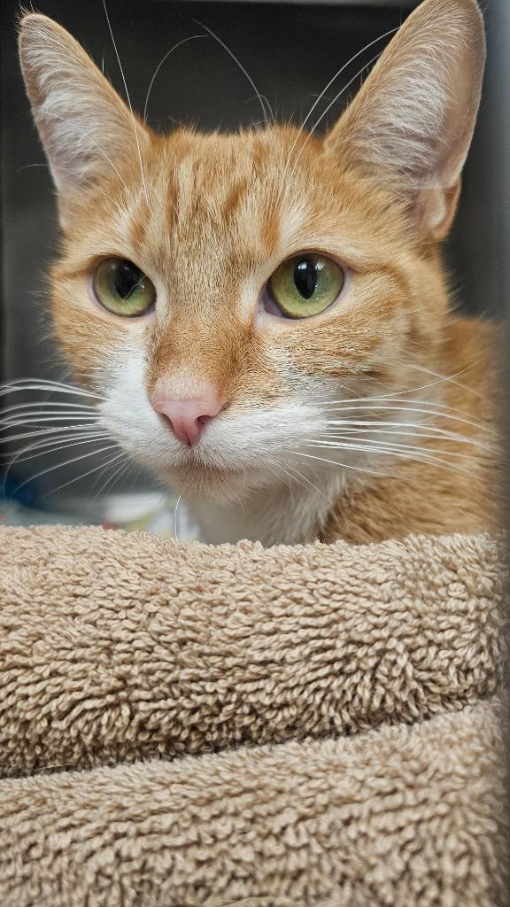 Canela, a Adoptable mixed breed in Defiance, OH image 6/6