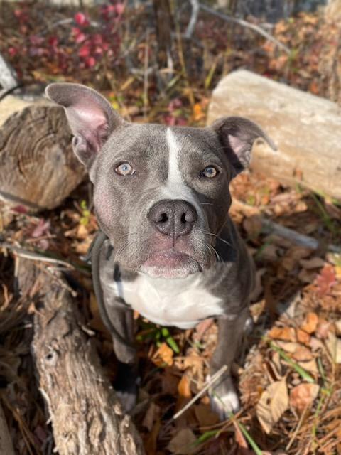 Enlarge SUE ELLEN, a Adoptable mixed breed in Alpharetta, GA image 3/6