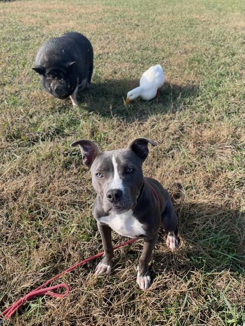 Enlarge SUE ELLEN, a Adoptable mixed breed in Alpharetta, GA image 2/6