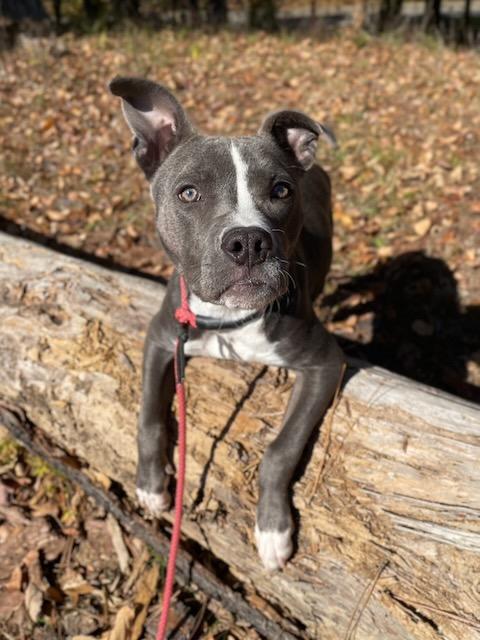 SUE ELLEN, Adoptable, Adult Female American Staffordshire Terrier.