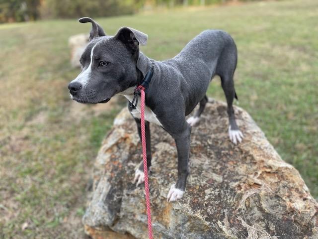 Enlarge SUE ELLEN, a Adoptable mixed breed in Alpharetta, GA image 5/6