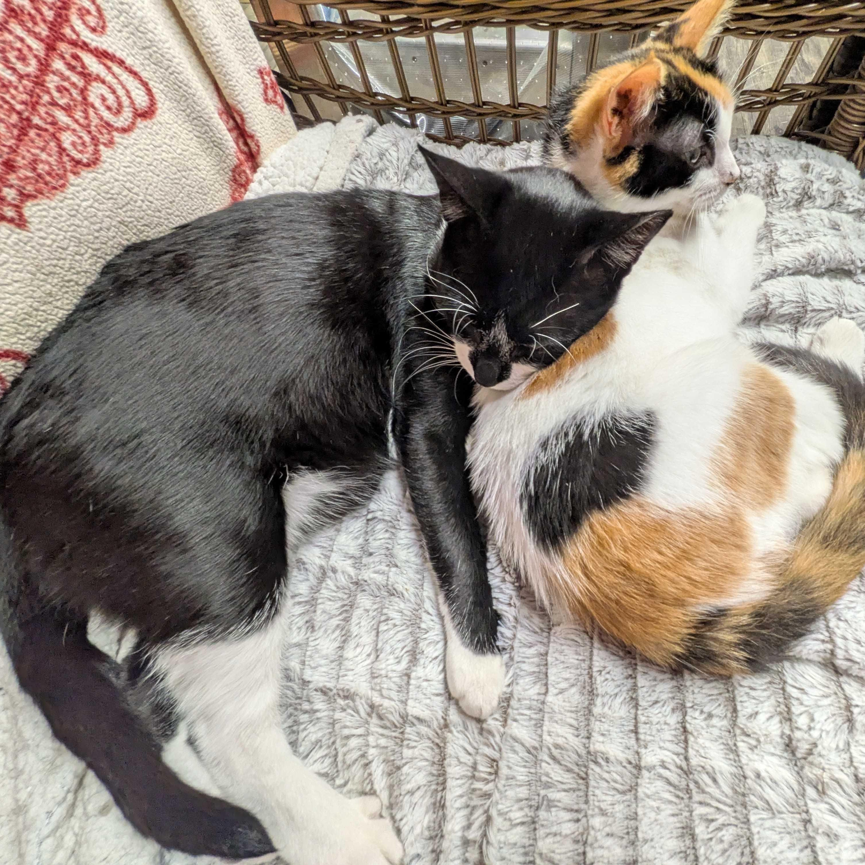 Enlarge Chester & LV, a ADOPTABLE mixed breed in East Amherst, NY image 3/6