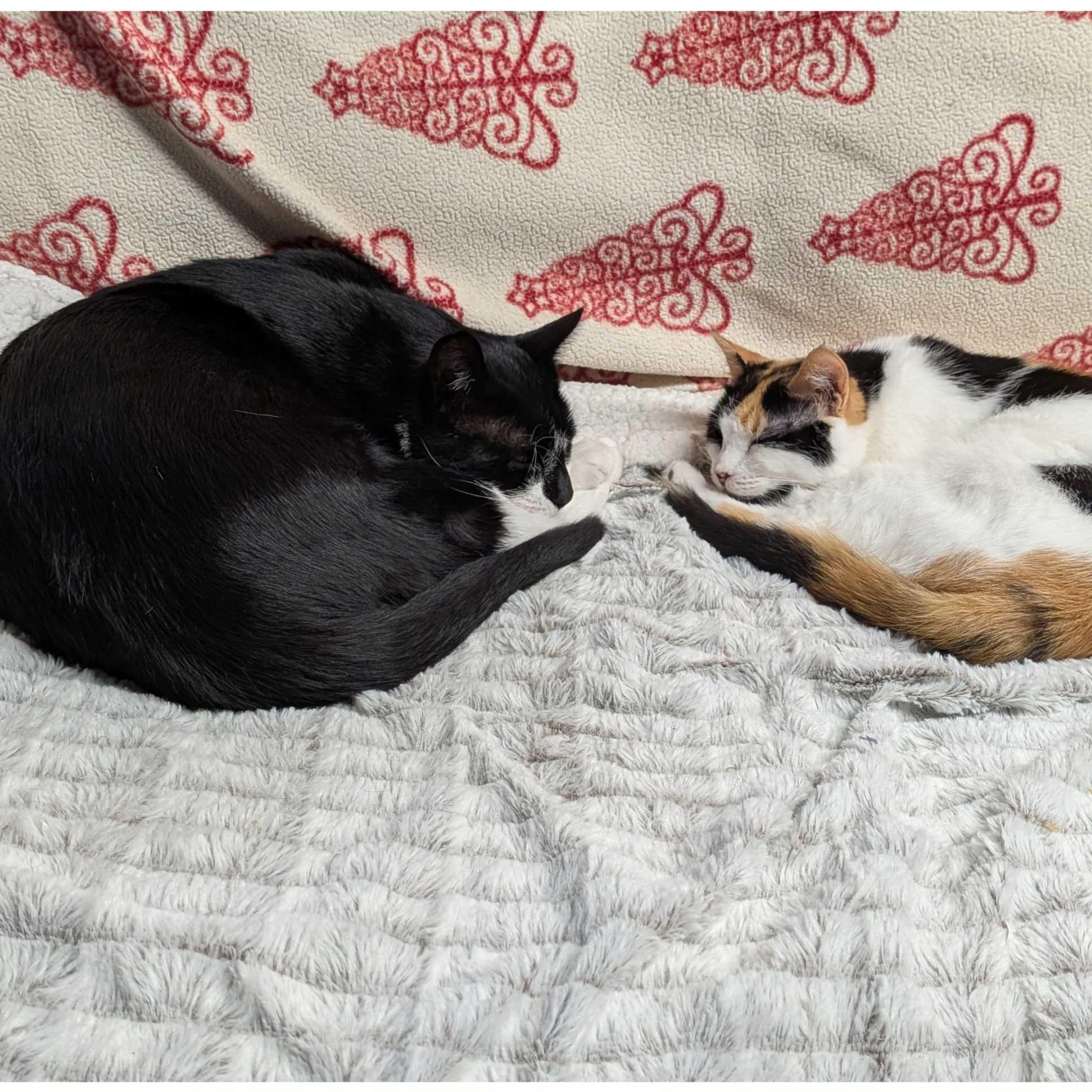 Enlarge Chester & LV, a ADOPTABLE mixed breed in East Amherst, NY image 5/6