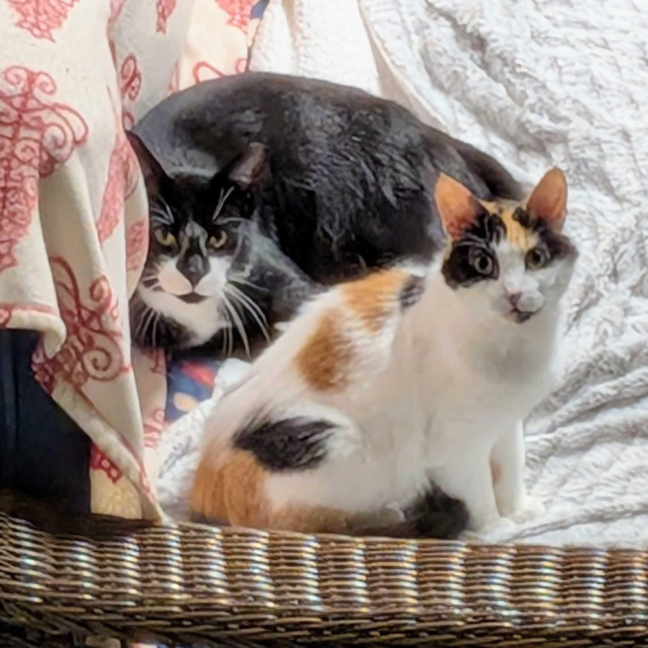 Enlarge Chester & LV, a ADOPTABLE mixed breed in East Amherst, NY image 4/6
