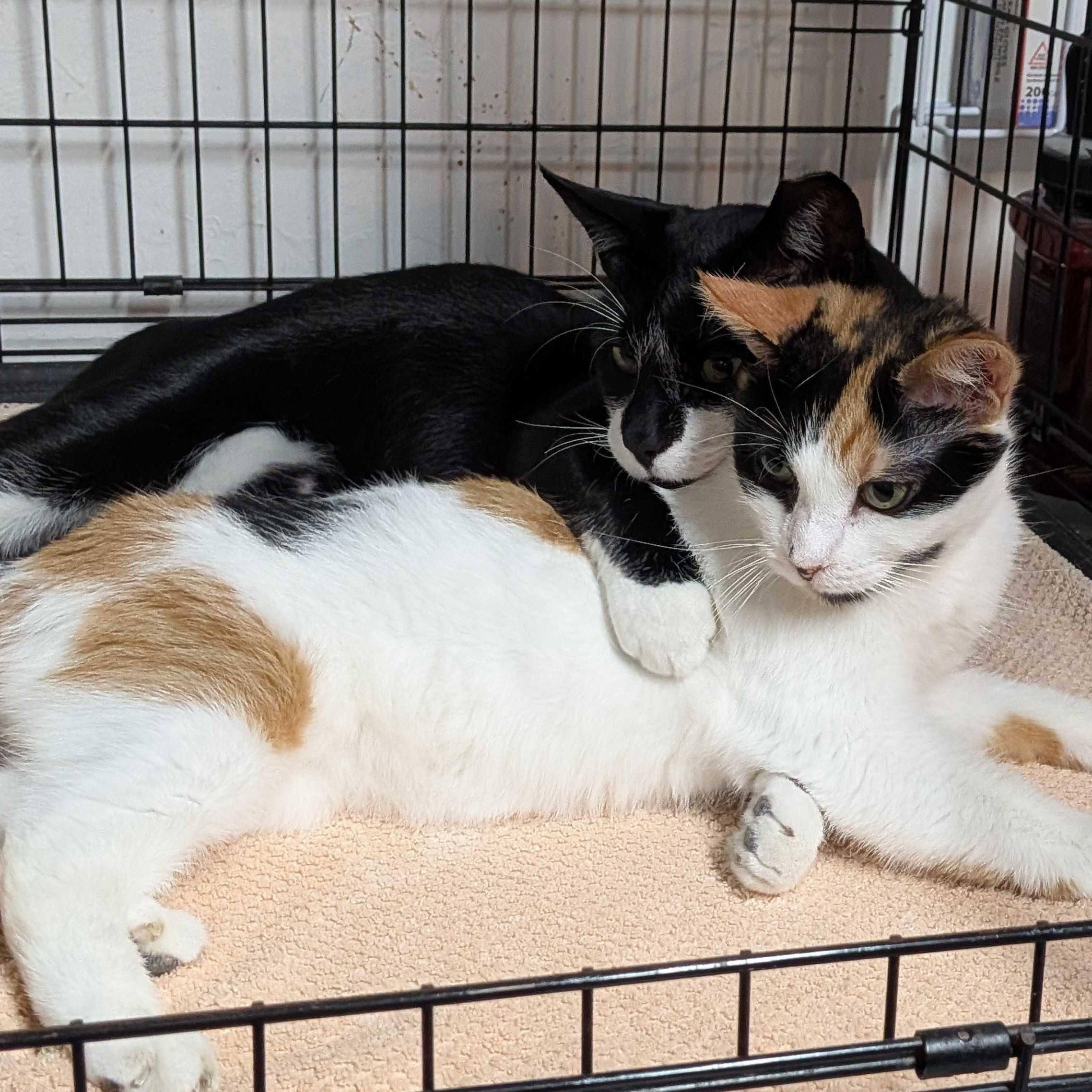 Chester & LV, ADOPTABLE, Adult Male Tuxedo & Calico.