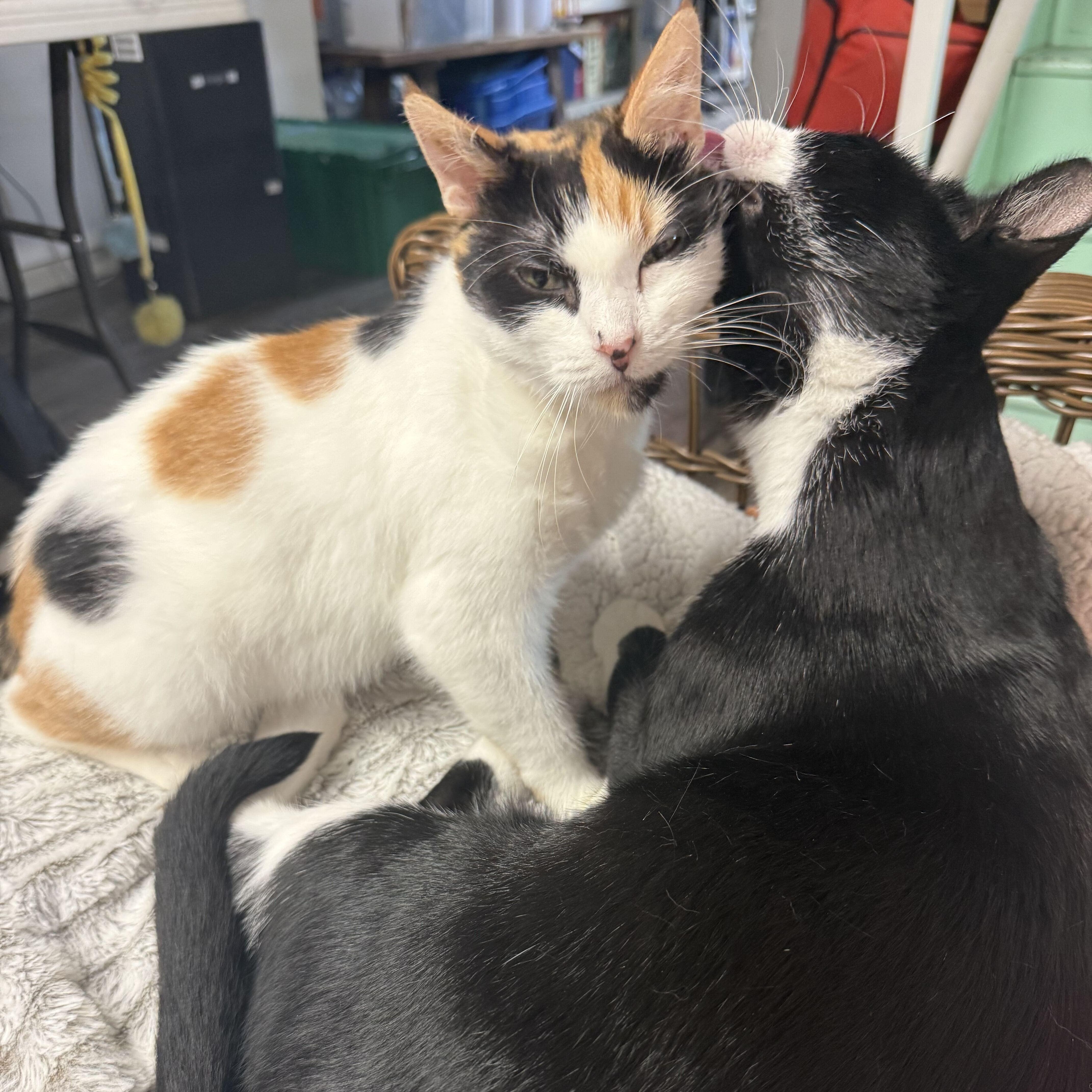 Enlarge Chester & LV, a ADOPTABLE mixed breed in East Amherst, NY image 2/6