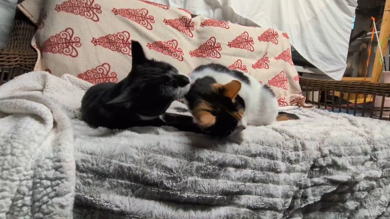 Enlarge Chester & LV, a ADOPTABLE mixed breed in East Amherst, NY video 6/6