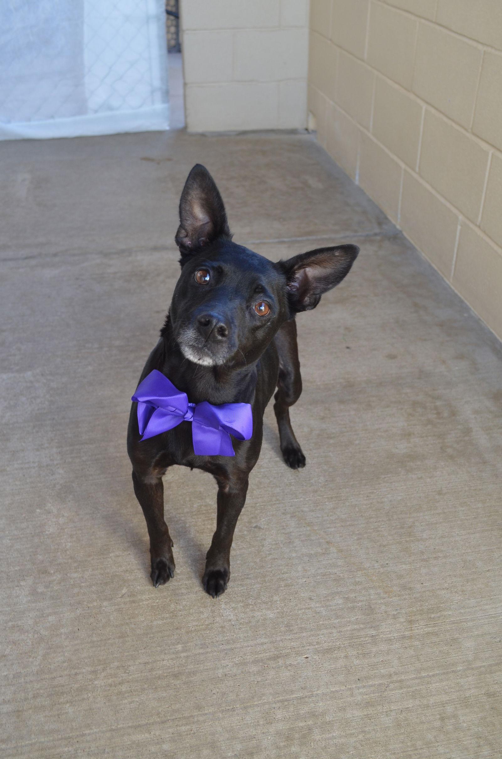 Enlarge Cinnamon, a Adoptable Pit Bull Terrier in McKinney, TX image 1/3