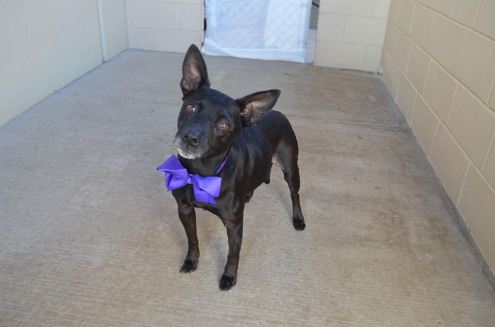 Enlarge Cinnamon, a Adoptable Pit Bull Terrier in McKinney, TX image 2/3