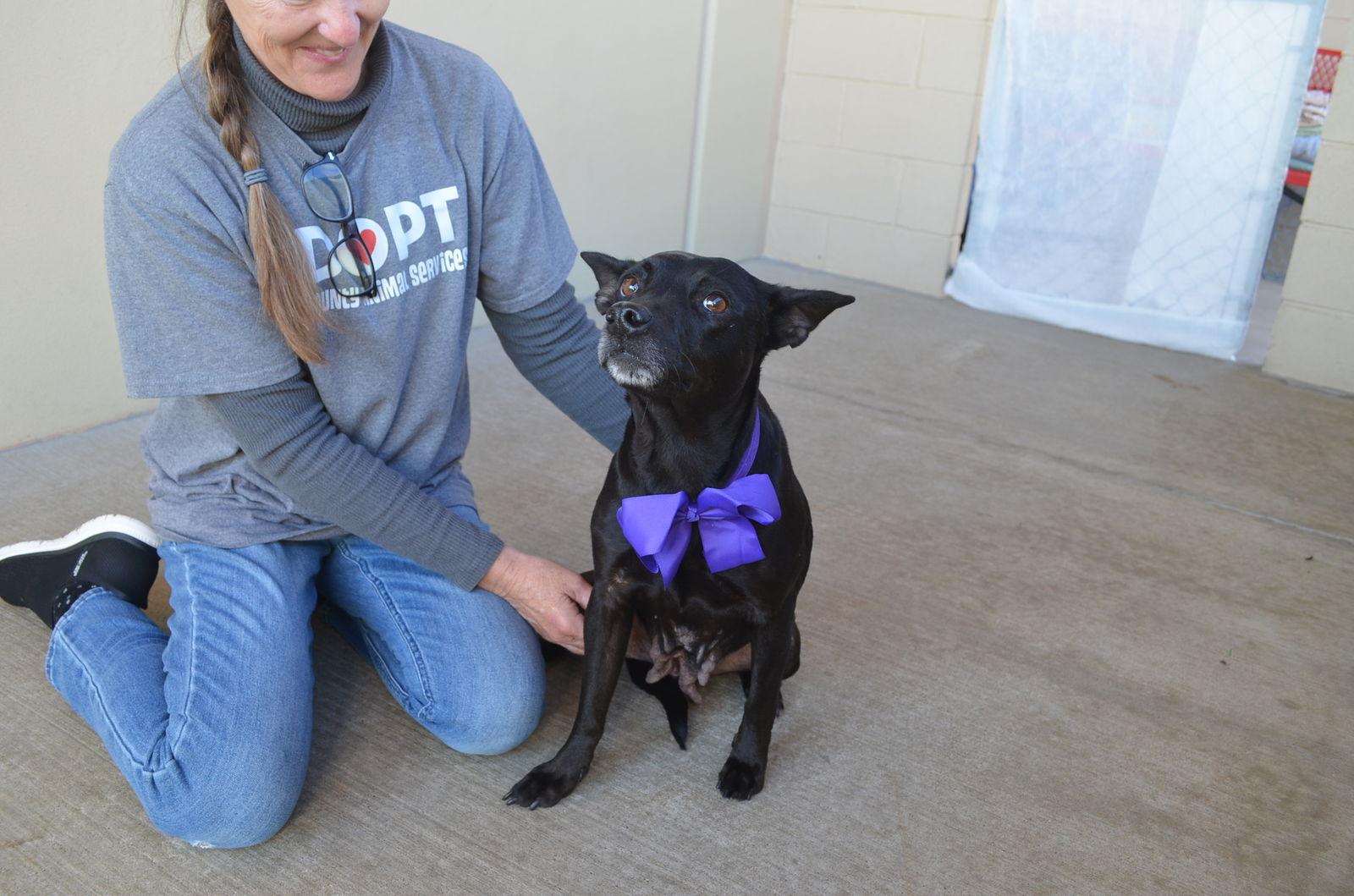 Enlarge Cinnamon, a Adoptable Pit Bull Terrier in McKinney, TX image 3/3