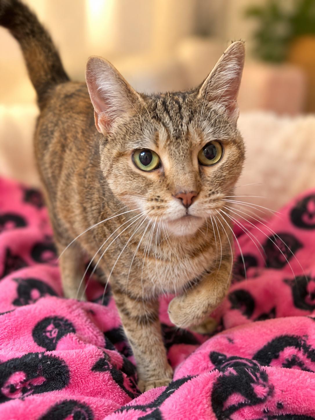 Enlarge Chai Latte(FCID#10/07/2026 - 114) Willow Grove, a Adoptable Torbie in Greenville, DE image 2/2