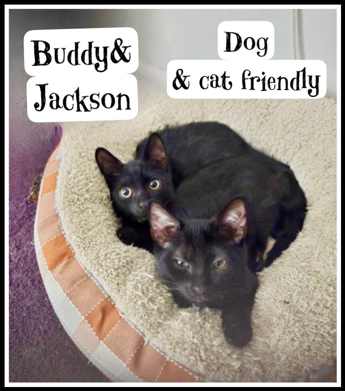 Jaxon Wbuddy Willow photo 1