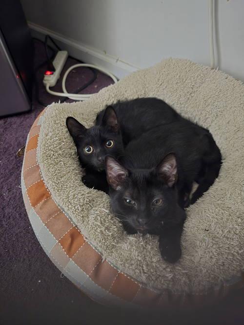 Jaxon w/Buddy, Willow Grove Area (08/19/2025-109), Adoptable, Young Male Domestic Short Hair.