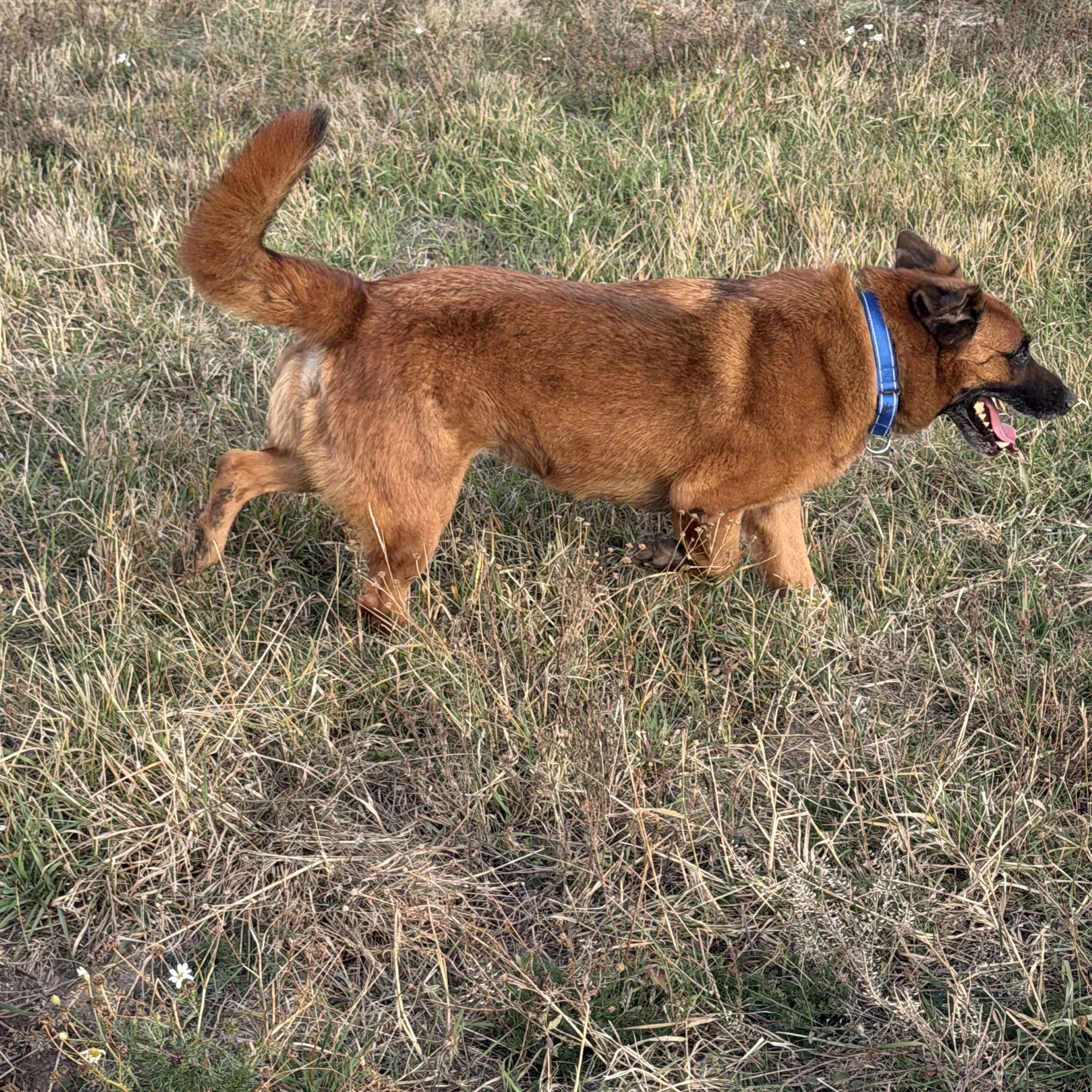 Enlarge Bandit, a Adoptable mixed breed in Plummer, ID image 5/5