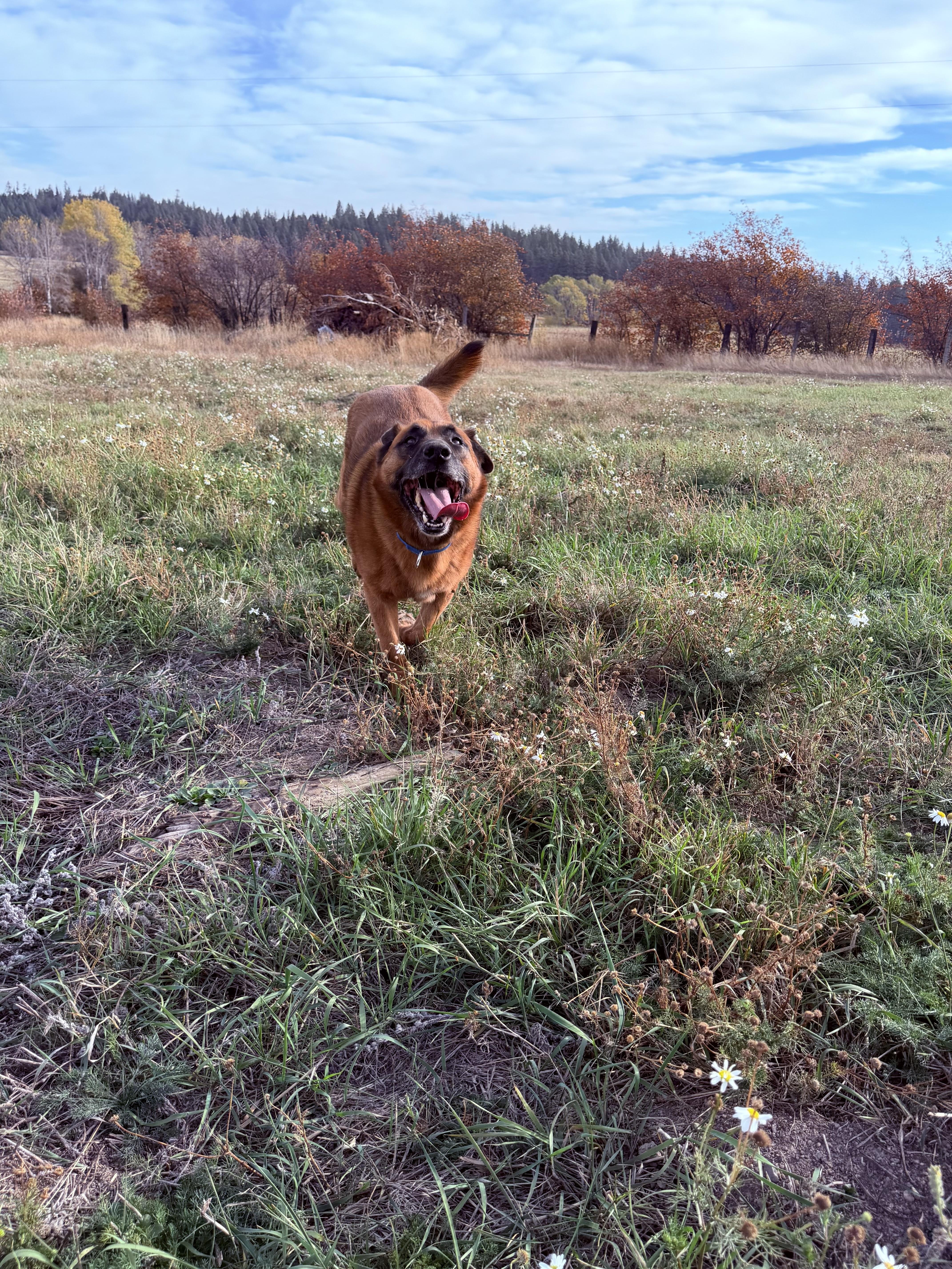 Bandit, Adoptable, Adult Male Belgian Shepherd / Tervuren & Black Mouth Cur.