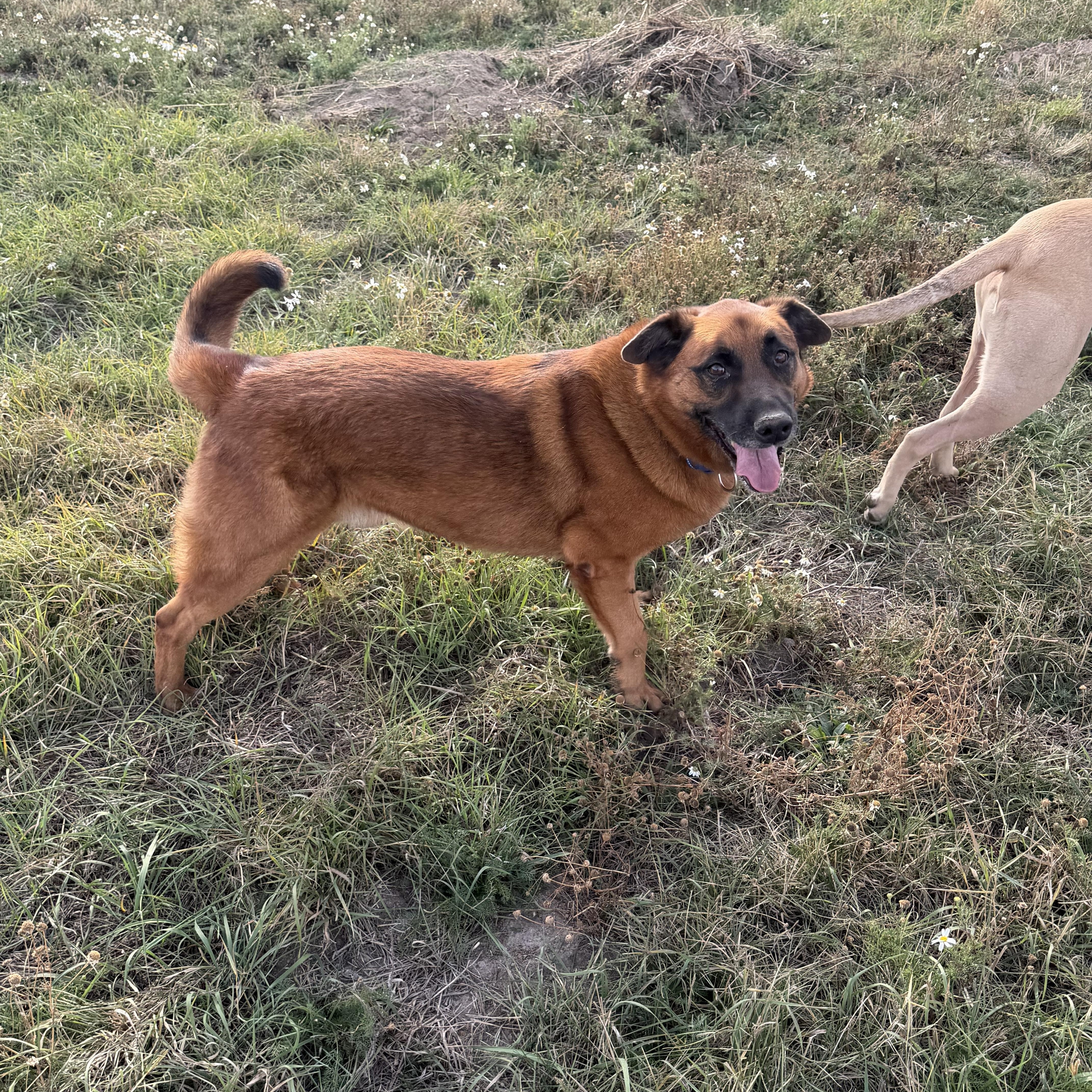 Enlarge Bandit, a Adoptable mixed breed in Plummer, ID image 3/5