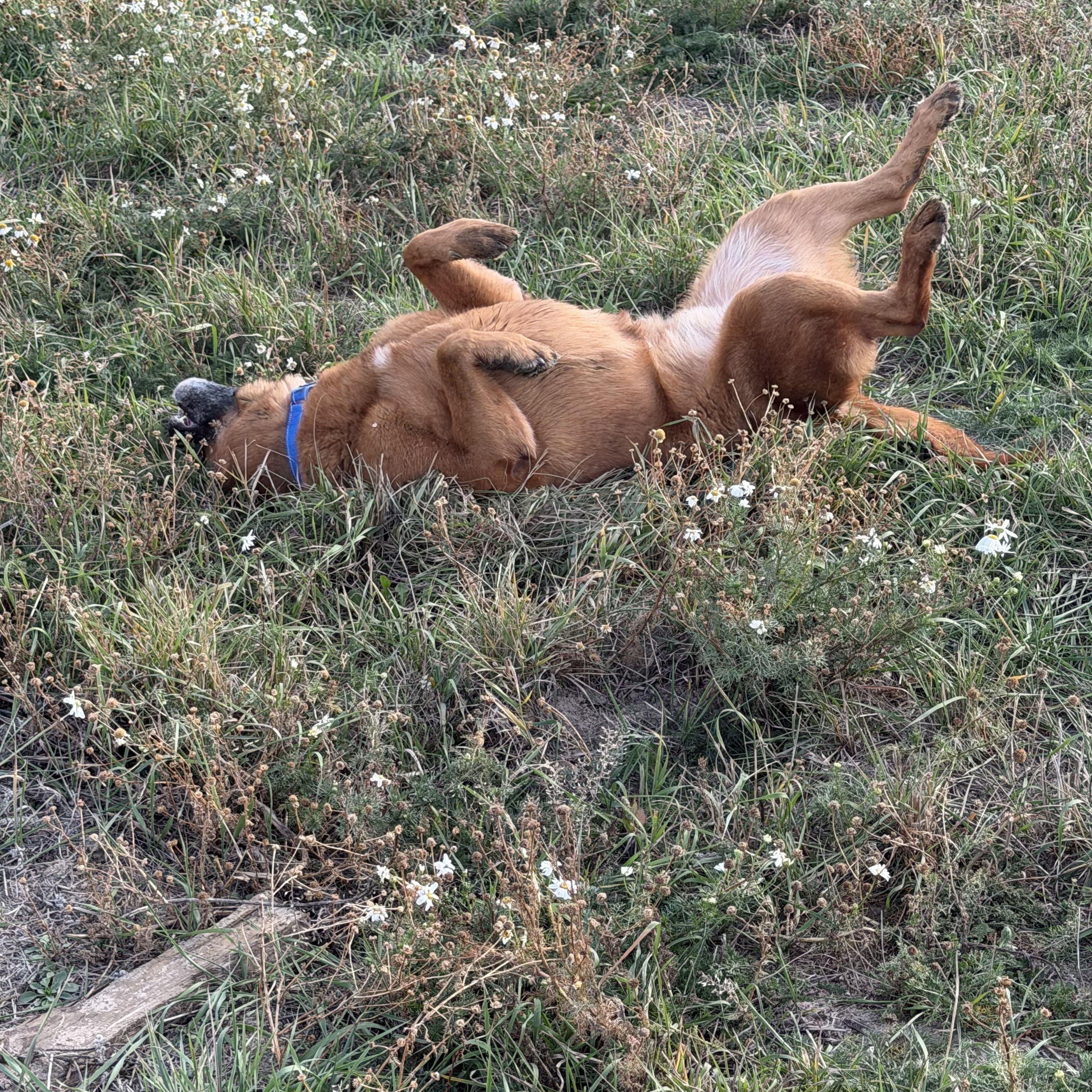 Enlarge Bandit, a Adoptable mixed breed in Plummer, ID image 2/5