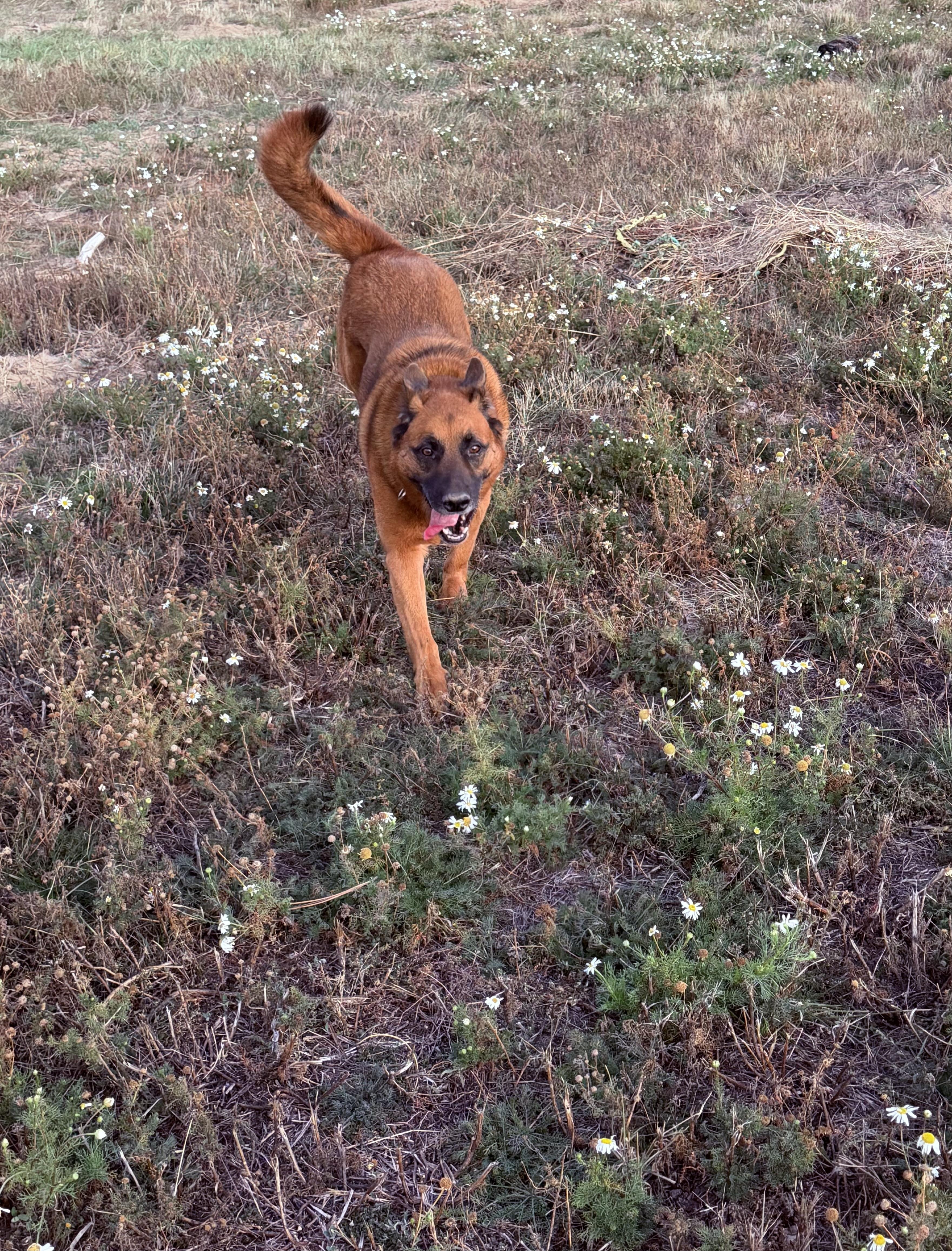 Enlarge Bandit, a Adoptable mixed breed in Plummer, ID image 4/5