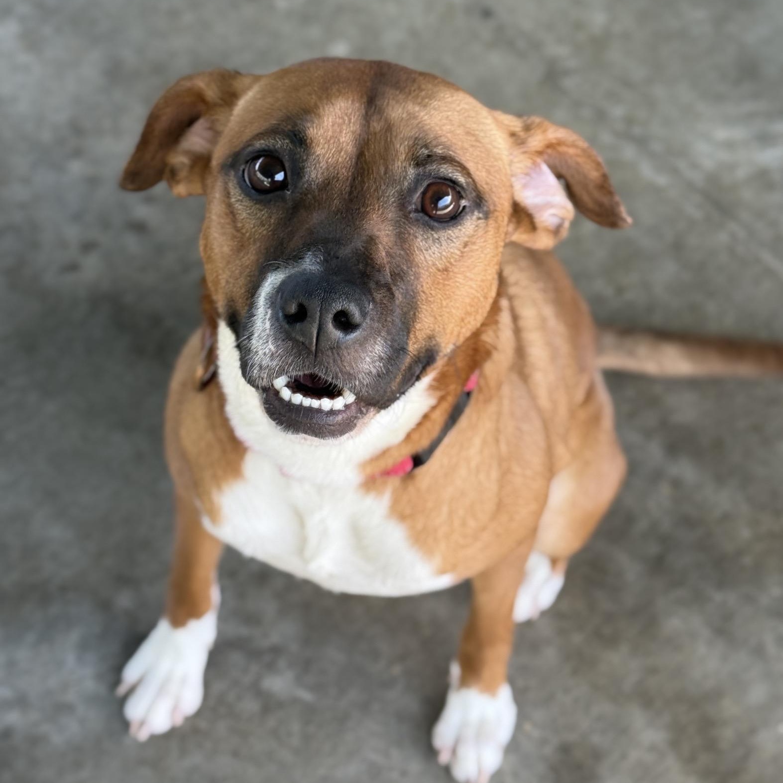 Bella June, a Adoptable mixed breed in Springfield, MO image 2/6