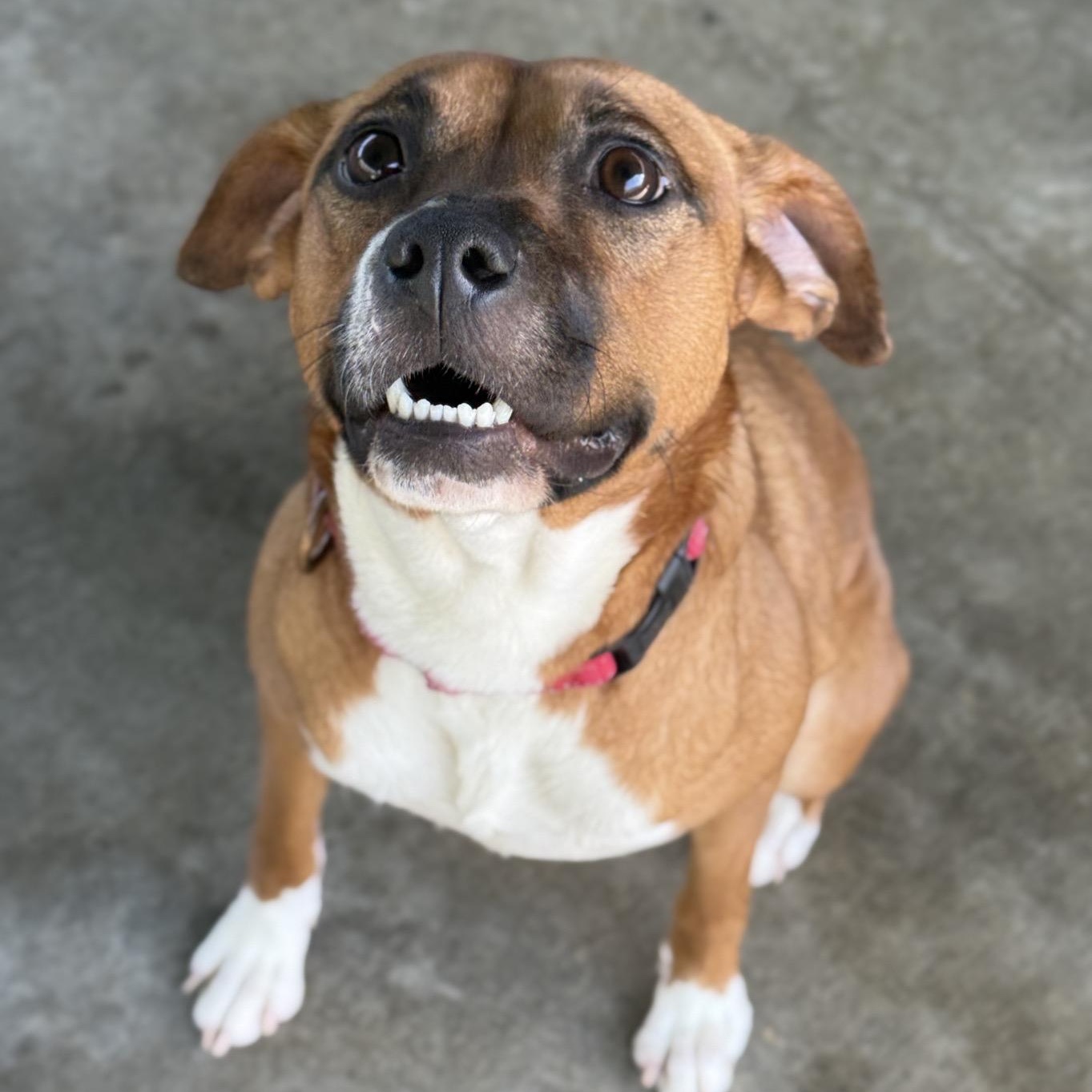 Bella June, a Adoptable mixed breed in Springfield, MO image 6/6