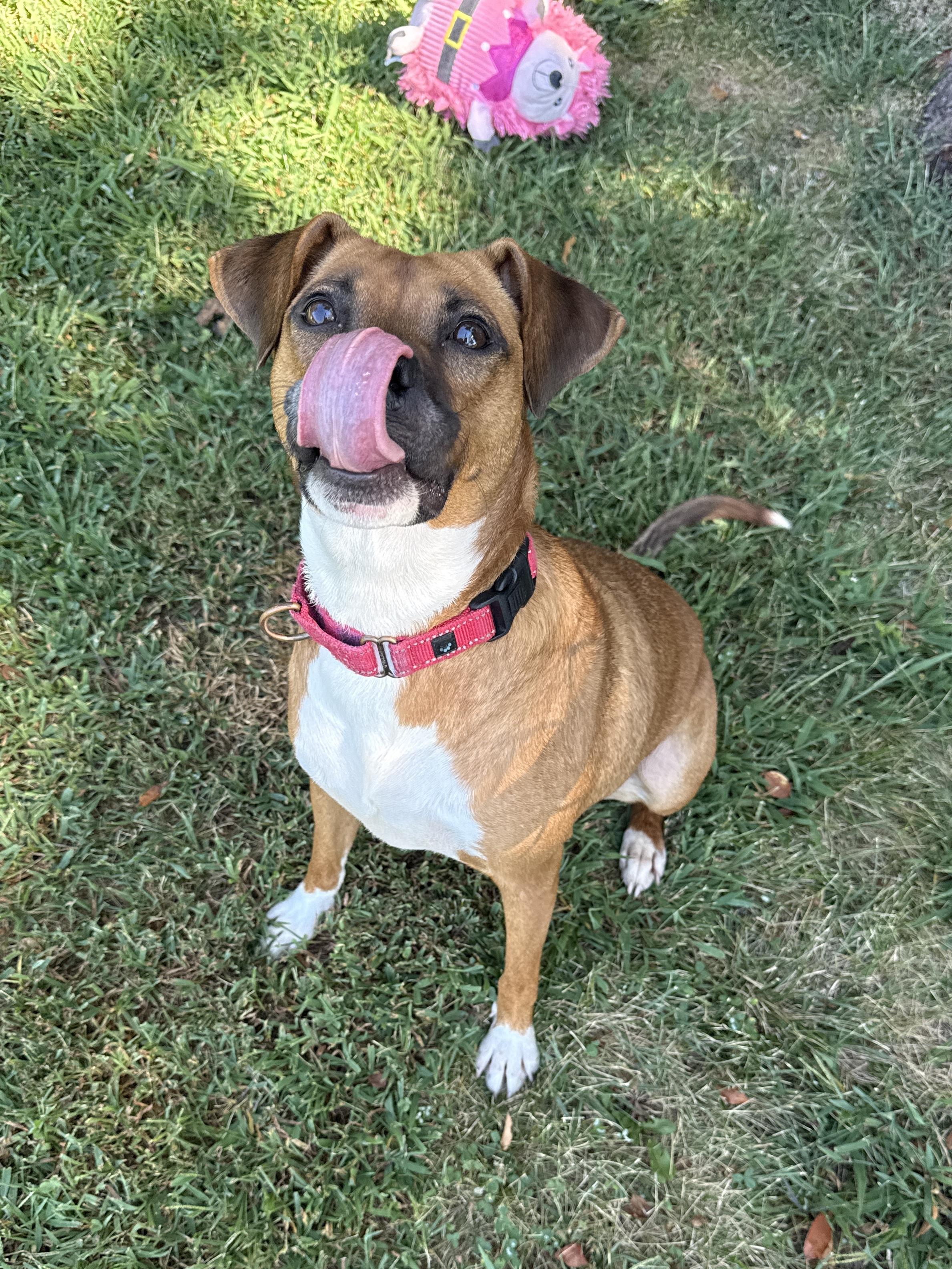Enlarge Bella June, a Adoptable mixed breed in Springfield, MO image 2/6