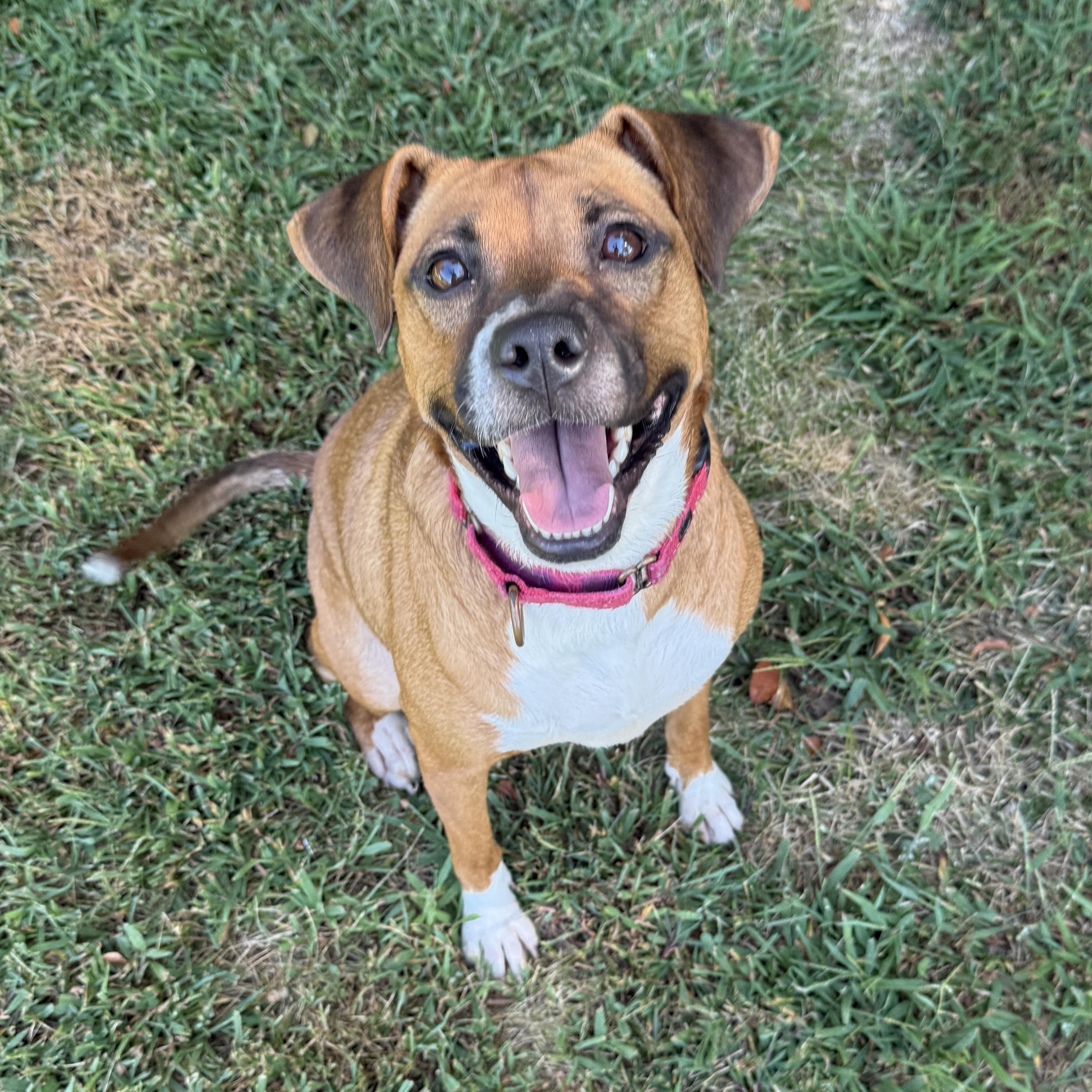 Bella June, Adoptable, Young Female Terrier & Labrador Retriever.