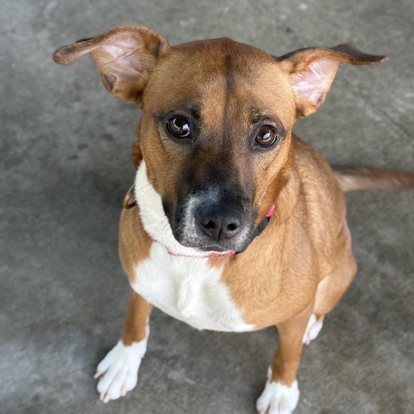 Bella June, a Adoptable mixed breed in Springfield, MO image 4/6