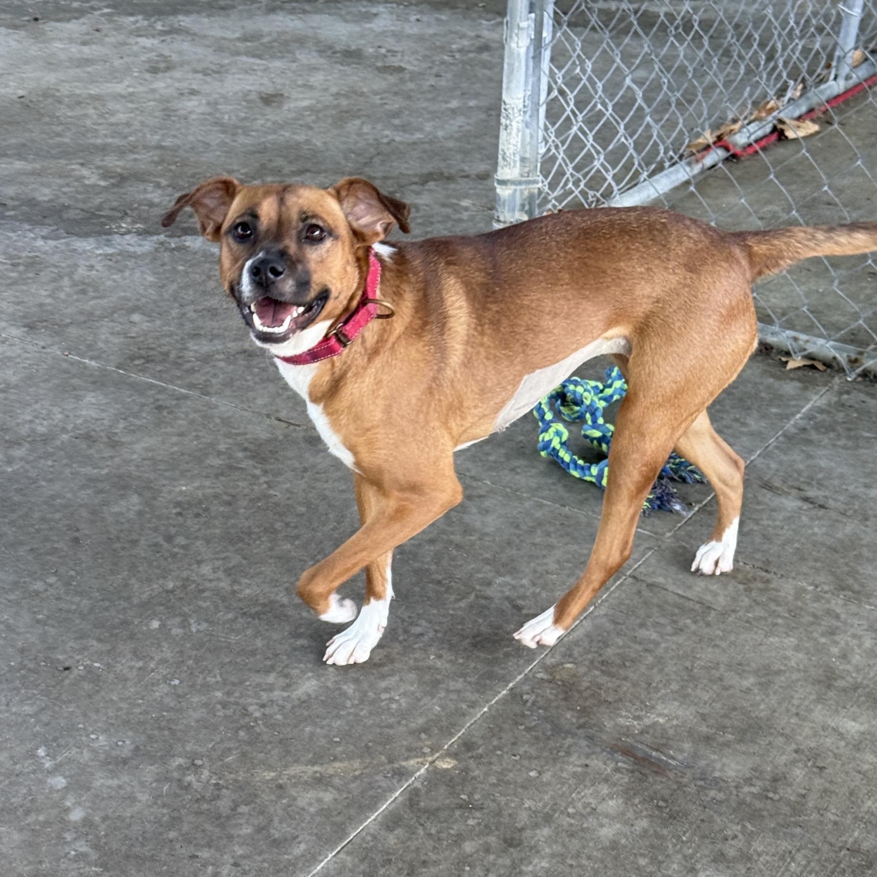 Bella June, a Adoptable mixed breed in Springfield, MO image 1/6