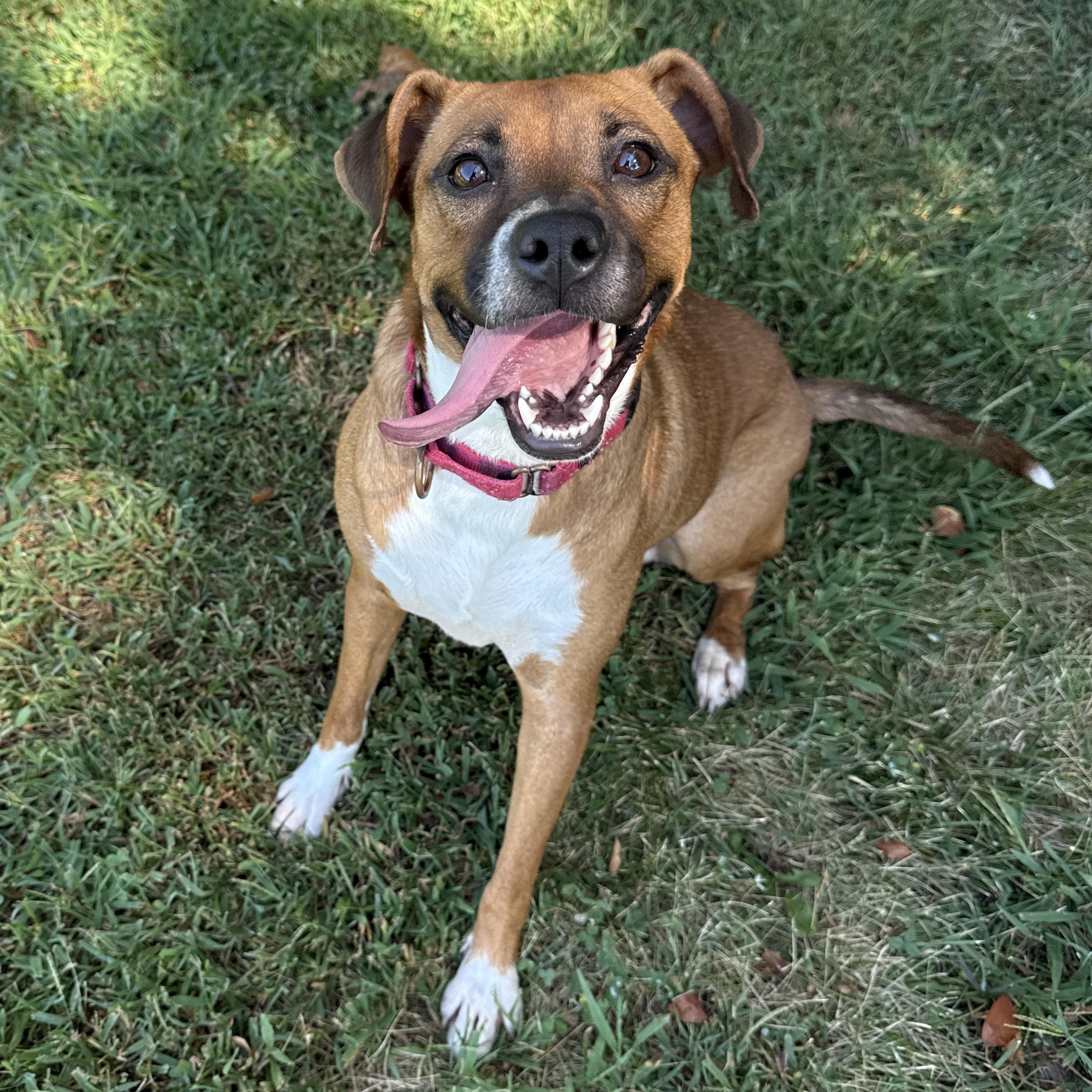 Enlarge Bella June, a Adoptable mixed breed in Springfield, MO image 4/6