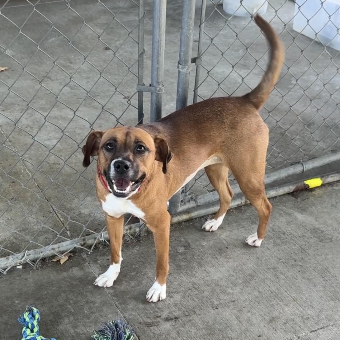 Bella June, a Adoptable mixed breed in Springfield, MO image 5/6