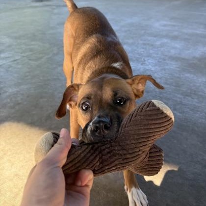 Bella June, a Adoptable mixed breed in Springfield, MO image 3/6