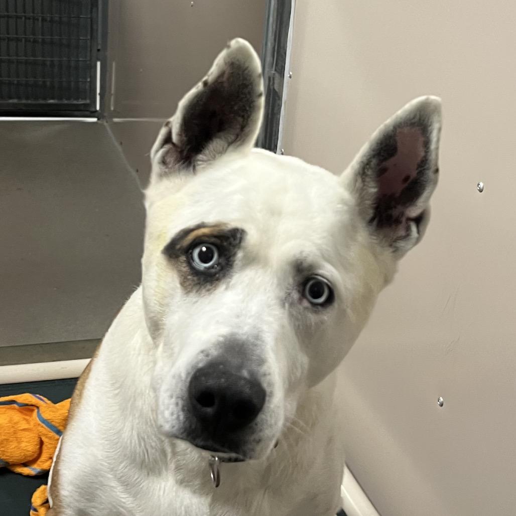 Runa, Adoptable, Senior Female Mixed Breed.